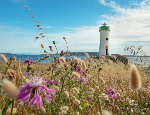 Pajot Chénéchaud reste ouvert et à votre service durant les vacances d&rsquo;Avril…
